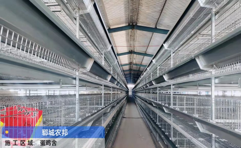 H type Automatic Poultry Equipment for Layer Farm 